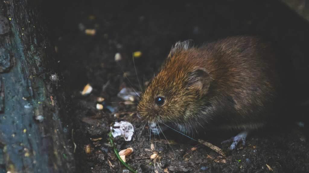 New York to use contraceptives instead of glue traps and poison to get rid of rats