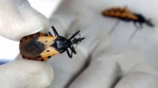 Chagas disease: What you need to know about the illness from 'kissing bugs'