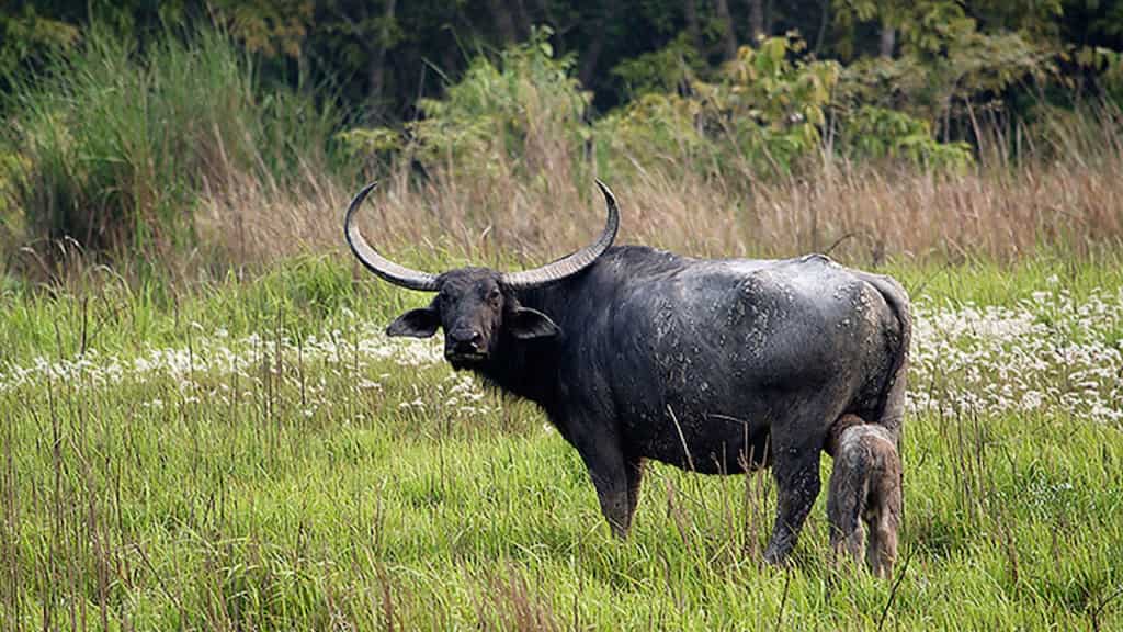 India: Wild buffalo attack kills one Kaziranga forest officer, injures another