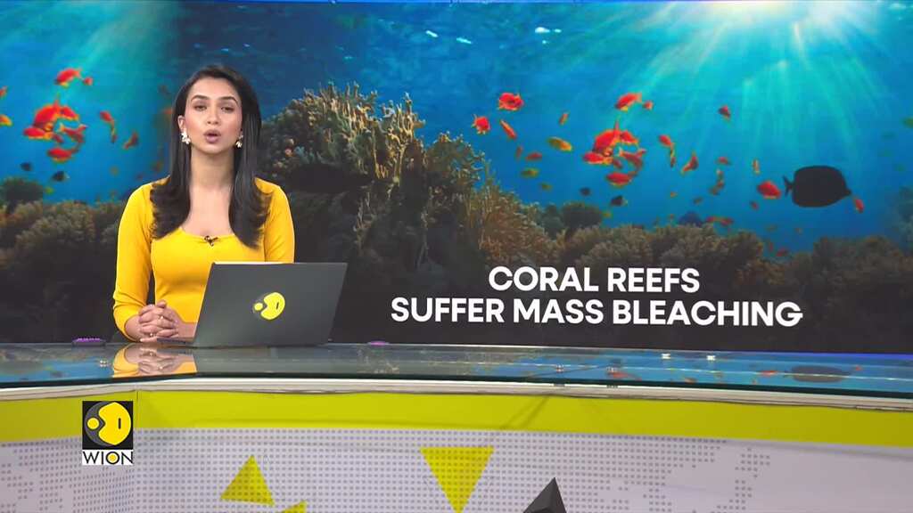 Coral reefs suffer fourth global bleaching event