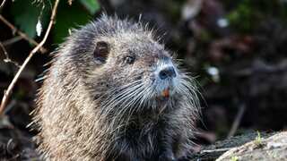 Disease killing beavers in Utah can also be contracted by humans, officials warn