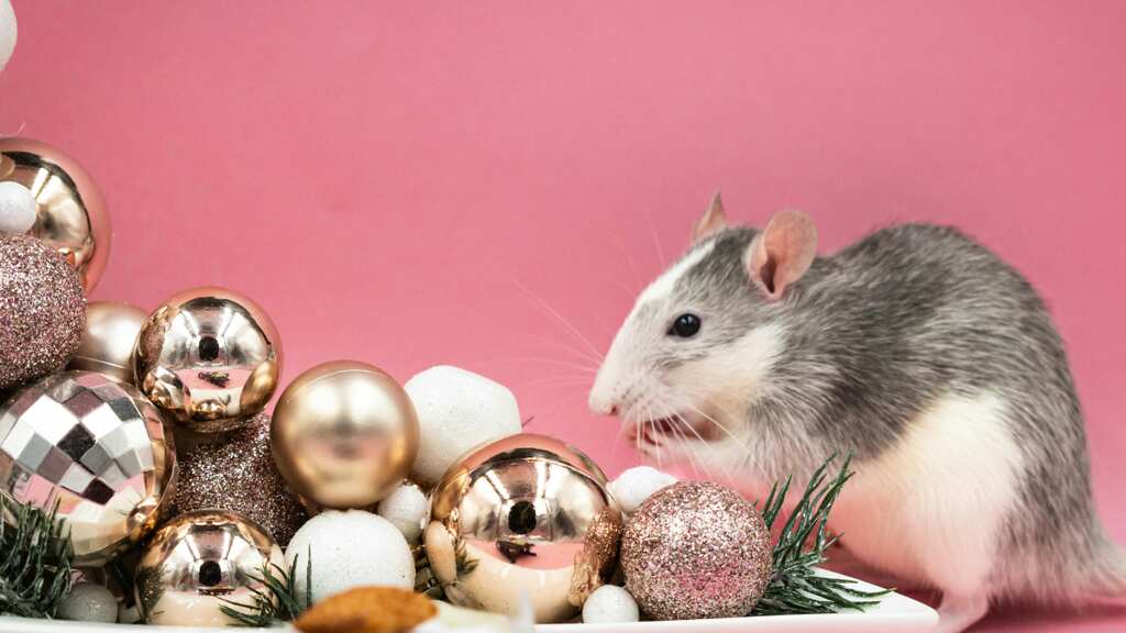Do animals have a sense of numbers? Study involving rats suggests animals may be able to count