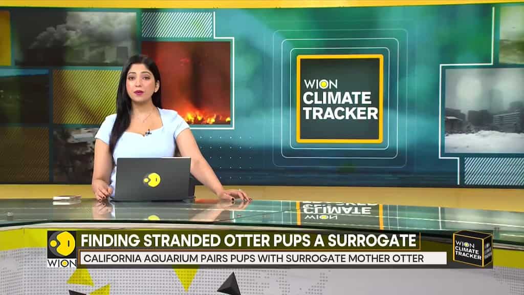 California Sea otters paired with surrogate moms at aquarium