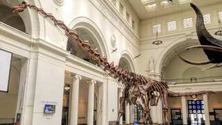 A 6-foot-tall dinosaur? Smallest-ever Titanosaurs to have walked the Earth discovered in Argentina