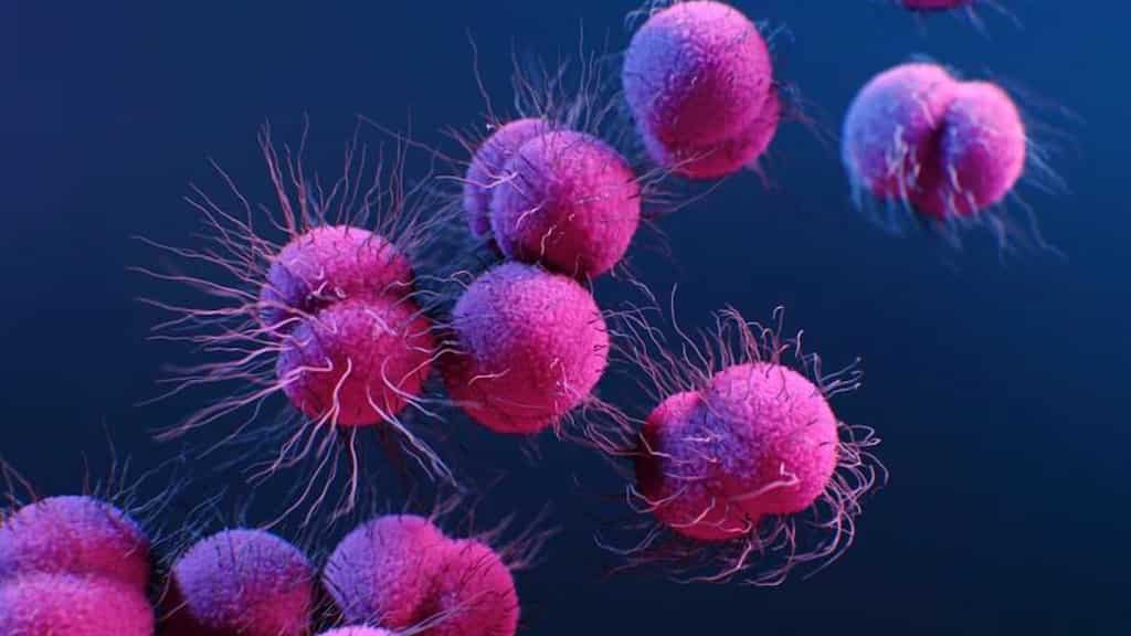 'Vampire' bacteria: Some common pathogens are now feasting on human blood