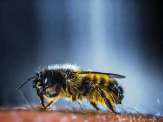 Bumblebee species can survive underwater for up to a week, reveals new study
