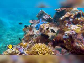 Extremely warm waters damage reefs