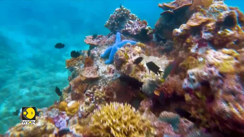 Extremely warm waters damage reefs