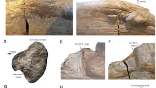Largest marine reptile to have ever swam the seas lived over 200 million years ago