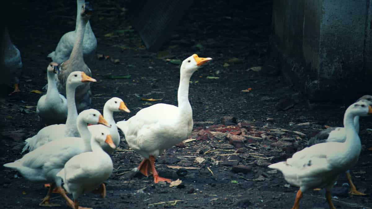 Bird flu outbreak reported in ducks in India's Kerala, authorities urge ...