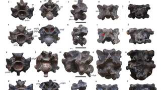 Fossil of largest-ever snake ‘Vasuki’ unearthed in western India mine