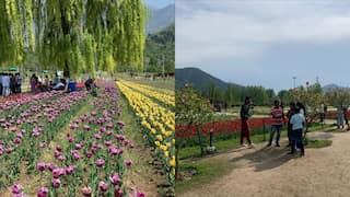 Over 420,000 tourists visit Asia’s largest tulip garden in Srinagar, breaking all previous records