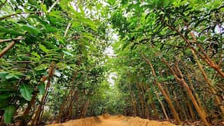 World Earth Day: Role of Tree Plantation in Mitigating Climate Change Effects