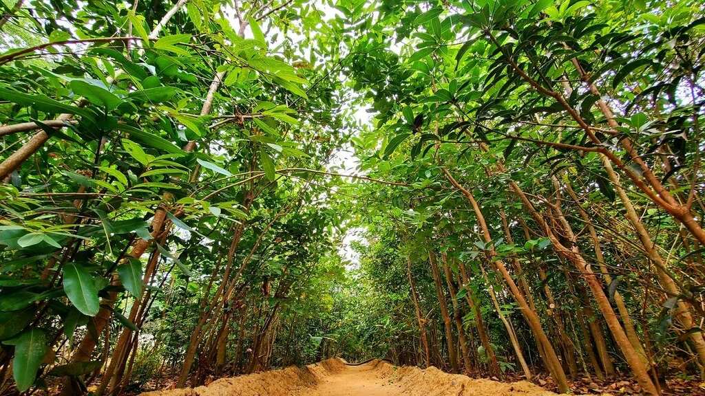 World Earth Day: Role of Tree Plantation in Mitigating Climate Change Effects