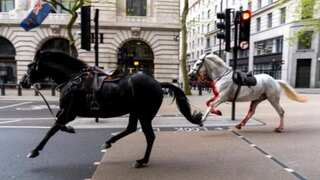 WATCH: British Army horses run loose in central London; later caught by police