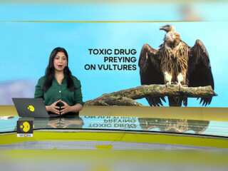 Drug for cattle kills vultures?
