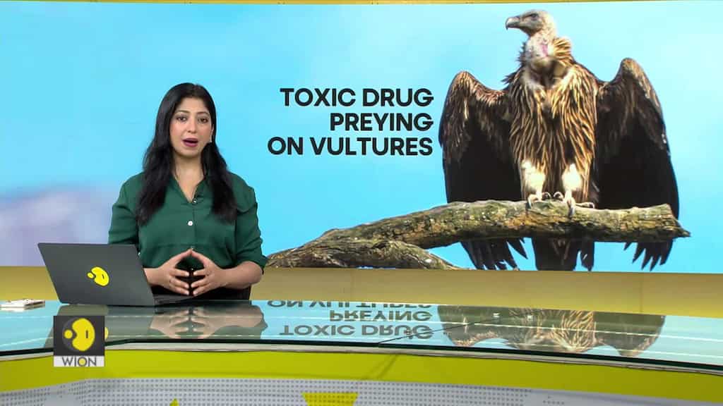 Drug for cattle kills vultures?