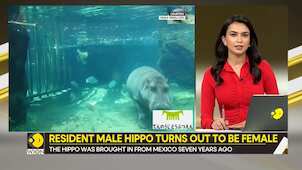 Gravitas: After 7 year, Japan's male hippo turns out to be female