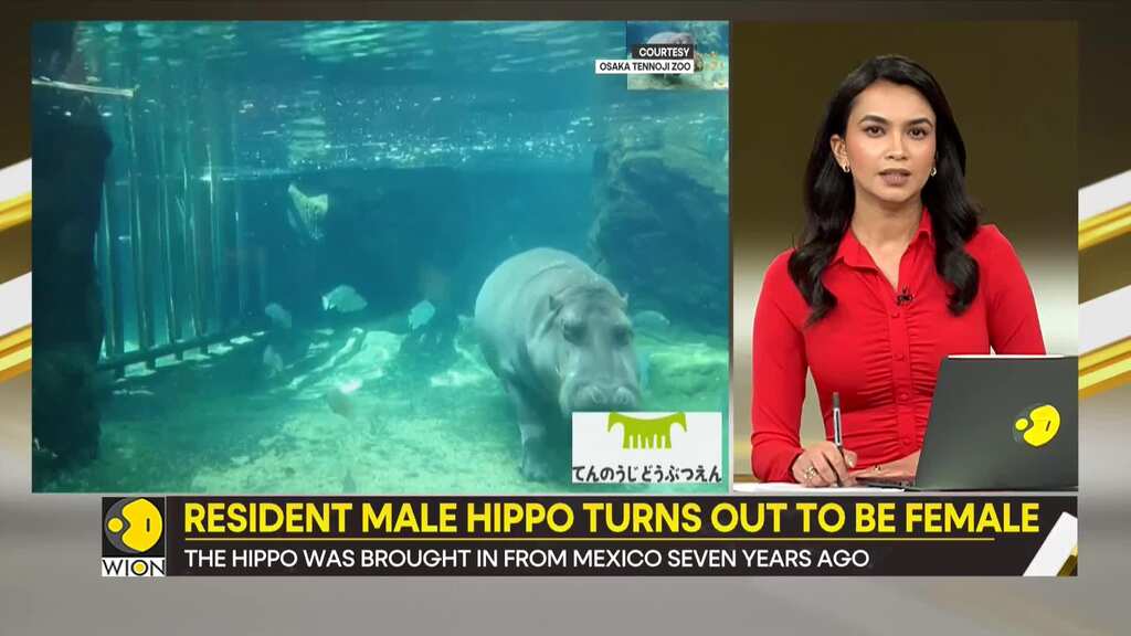 Gravitas: After 7 year, Japan's male hippo turns out to be female