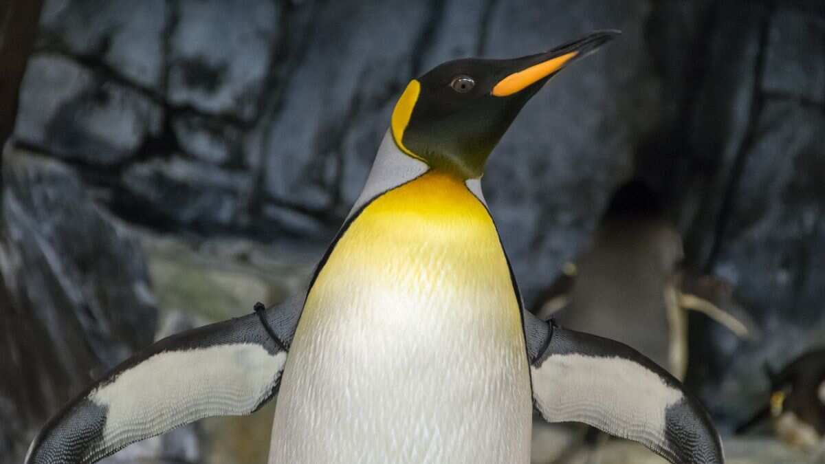 Emperor penguins perish as ice melts to new lows: Study Emperor penguins perish as ice melts to new lows: Study