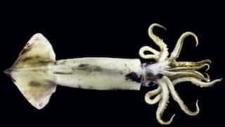 Male squid change mating strategies depending on month of birth: Research