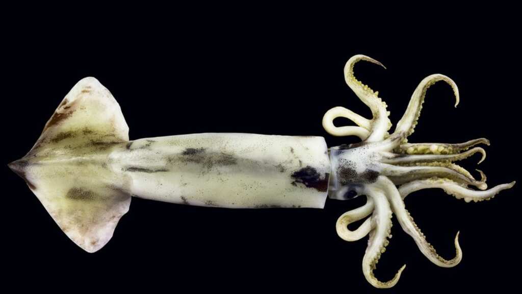 Male squid change mating strategies depending on month of birth: Research