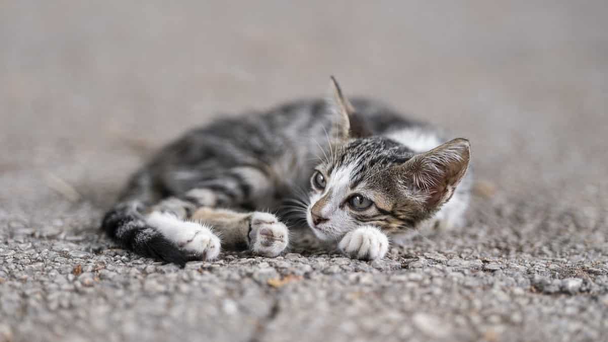 Singapore: Man left 43 cats with no food and water in empty flat, gets jailed Singapore: Man left 43 cats with no food and water in empty flat, gets jailed