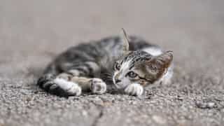 Singapore: Man left 43 cats with no food and water in empty flat, gets jailed