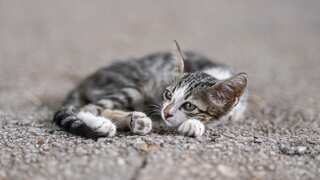 Singapore: Man left 43 cats with no food and water in empty flat, gets jailed