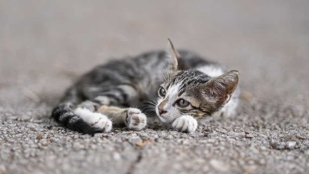 Singapore: Man left 43 cats with no food and water in empty flat, gets jailed