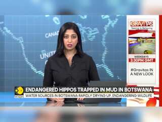 Herds of endangered hippos trapped in mud in drought-hit Botswana