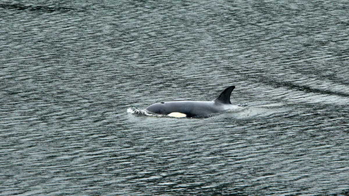 Orca calf trapped in Canadian lagoon successfully swims to open water Orca calf trapped in Canadian lagoon successfully swims to open water