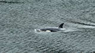 Orca calf trapped in Canadian lagoon successfully swims to open water
