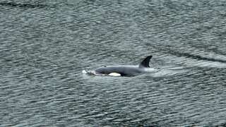 Orca calf trapped in Canadian lagoon successfully swims to open water