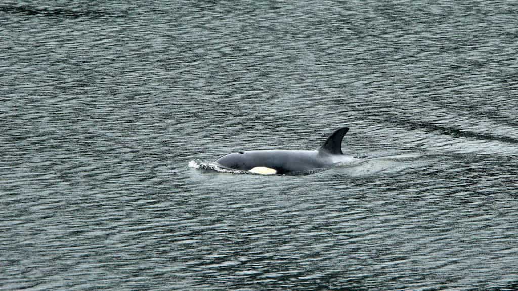 Orca calf trapped in Canadian lagoon successfully swims to open water