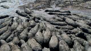 Endangered hippos trapped in dried ponds amid African drought