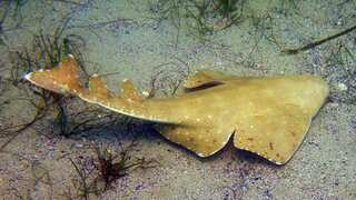 Rare ocean predator missing since 1800s found in Chilean fishers' net