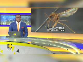 Malaria mosquito species return to Italy after 50 years