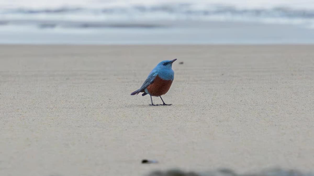 Photographer accidentally snaps rare bird in Oregon 