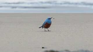 Photographer accidentally snaps rare bird in Oregon 
