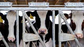 US providing frequent updates on bird flu outbreak: WHO