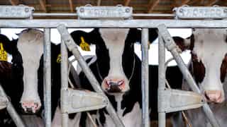 US providing frequent updates on bird flu outbreak: WHO