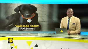 QR based 'Aadhar cards' for Indian stray dogs