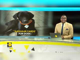 QR based 'Aadhar cards' for Indian stray dogs
