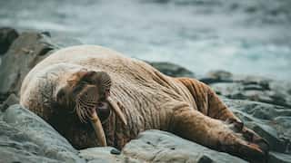 First case of Walrus dying from bird flu recorded on Arctic island: Researcher