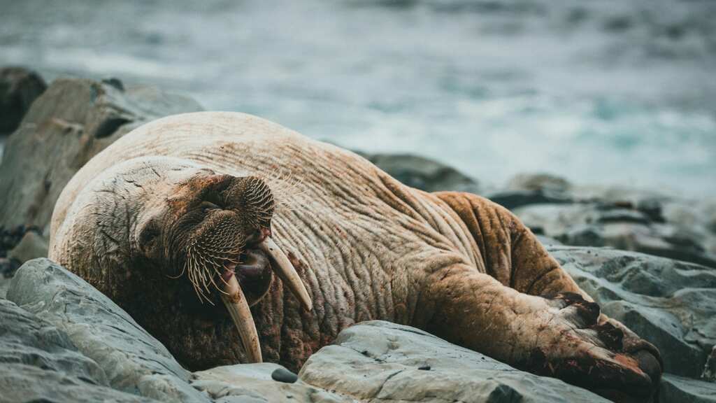 First case of Walrus dying from bird flu recorded on Arctic island: Researcher