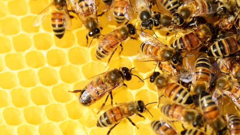 She felt there were 'monsters' in her room. It was a colony of 60,000 bees