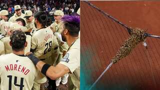 MLB: VIDEO | Bees swarm Diamondbacks vs Dodgers before Christian Walker wins it for Arizona
