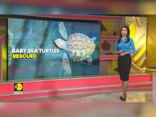 Baby Sea turtles rescued after rare storm in South Africa