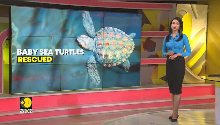 Baby Sea turtles rescued after rare storm in South Africa